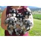 Sehr süßer Schnauzer Welpe, Schnauzer - Rüde