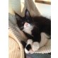 Sehr typvolle Maine Coon Kitten, Maine Coon - Kater