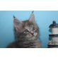Sehr verschmuste Maine Coon Kitten, Maine Coon - Katze