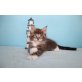Sehr verschmuste Maine Coon Kitten Romy, Maine Coon - Katze