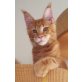 Sehr verschmuster Kater, Maine Coon - Kater