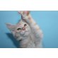 Sehr verspielte Kätzin Harmony, Maine Coon - Katze