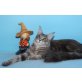 Sehr verspielte Maine Coon Kätzin Esmeralda, Maine Coon - Katze