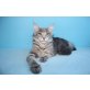 Sehr verspielter Maine Coon Kater Easy Rider, Maine Coon - Kater