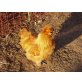 Seidenhühner - männlich