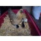 Seidimisch, Schmusehuhn - weiblich