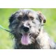 Seidy, Dackel-Schnauzer-Mischling Welpen - Hündin