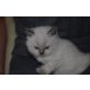 Selbst aussuchbar, Britisch Kurzhaar und Perser - Kater