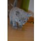 Selbst aussuchbar, Britisch Kurzhaarkatze - Kater