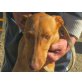 Selena,sehr lieb, Podenco - Hündin