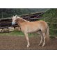 Selimia, Haflinger - Stute
