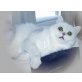 Selina, Exotisch Kurzhaar - Katze