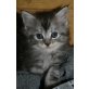 Selina, Main Coon - BKH - Katze
