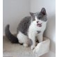 Selkirk Rex - Kater