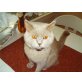 Selkirk Rex - Kater