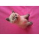 Selkirk Rex - Katze
