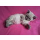 Selkirk Rex - Katze