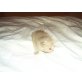 Selkirk Rex - Katze