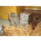 Selkirk rex, Selkirk Rex - Katze