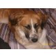 Selly, Bordercolli / colli mix - Hündin