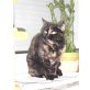 Selma, Britisch Kurzhaarkatze - Katze