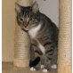 Selma, Europäische Kurzhaarkatze - Katze