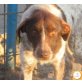 Selma, Jagdhund Mischling - Hündin