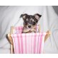 Seltene Chihuahua Merle Babys, Chihuahua langhaariger Schlag Welpen - Hündin