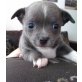 Seltene schöne Chihuahuawelpen, Chihuahua kurzhaariger Schlag Welpen - Rüde