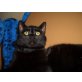 Sem, ich bin Sem - Kater