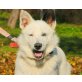 Semir, toller Charakter- Spitz Mischling - Rüde