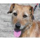 Semmel, Sucht liebe Familie - Hündin