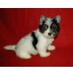 Semmy, Biewer Yorkshire Terrier a la pon pom Welpen - Rüde