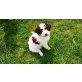 Sempre tu, Lagotto Romagnolo Welpen - Hündin