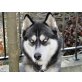 Semprer, Husky-Mix - Rüde