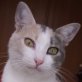 Senda, bunte - Katze