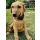 Senior, Retriever-Mischling Welpen - Rüde