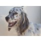 Senja, English Setter - Hündin