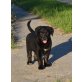 Sennenhund, Hirten- Golden Retriever Welpen - Hündin