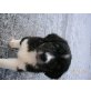 Sennenhund/Labrador/kleiner Münsterländer Welpen - Hündin