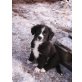 Sennenhund/Labrador/kleiner Münsterländer Welpen - Rüde