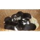 Sennhund  Collie Mischlingswurf  Welpen - Rüde