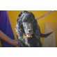Senor,sehr lieb, Cocker Spaniel - Rüde
