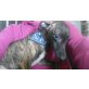 Sensibler Bambi sucht ein Zuhause!, Whippet - Rüde