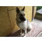 Senta, Altdeutsche Schäferhunde - Hündin