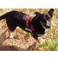 Senta, Labbi-Entlebucher Sennenmix sucht neues Heim  - Hündin