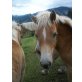 Sephy, Haflinger - Stute