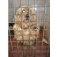 Seppl, Yorkshire Terrier - Rüde