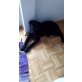 Serafin, Labrador Retriever Welpen - Hündin