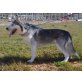 Serena, Huskymischling - Hündin